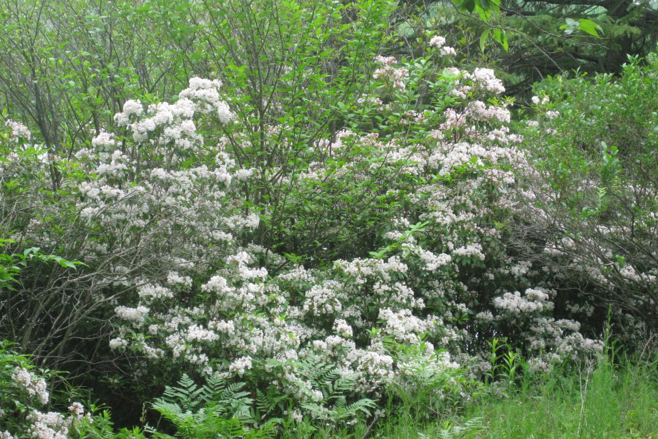 plants and flower by pond