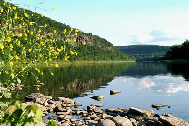 A lake with yellow flowers