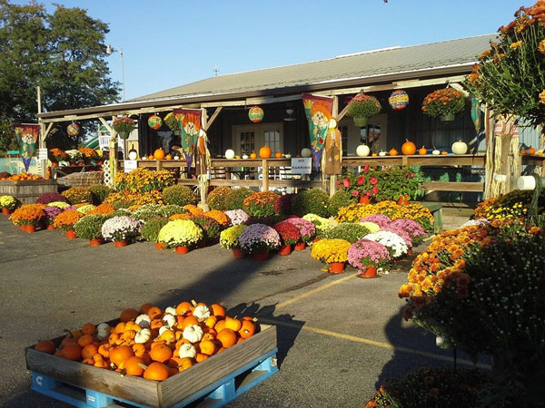 mums and Pumpkins in front of store