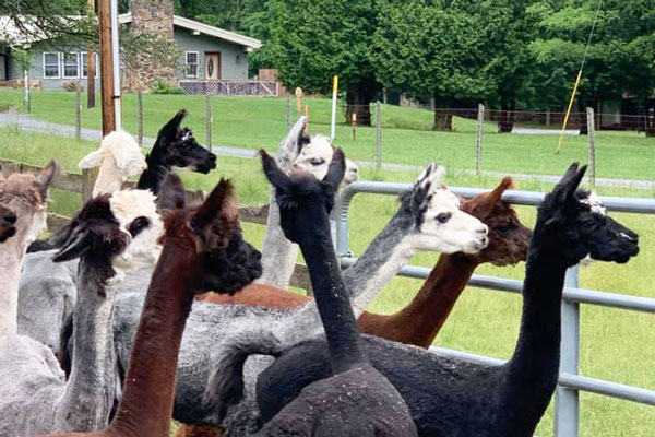 Mountain Alpacas herd on farm