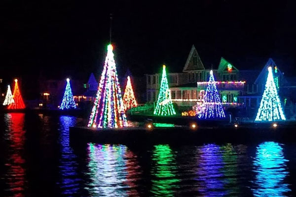 Trees decorated with lights