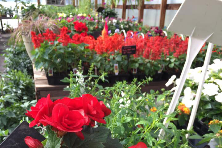 flower plants inside nursery