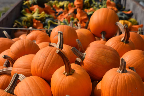 Pumpkins on Hayride