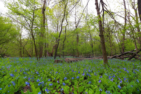 flowers in the forest creek