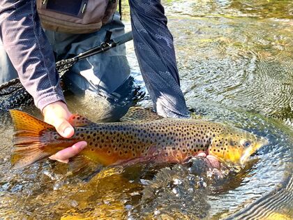 a person holding fish with both hands in water