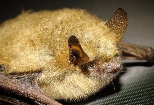 hairy golden bat