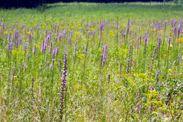 lavendar trees