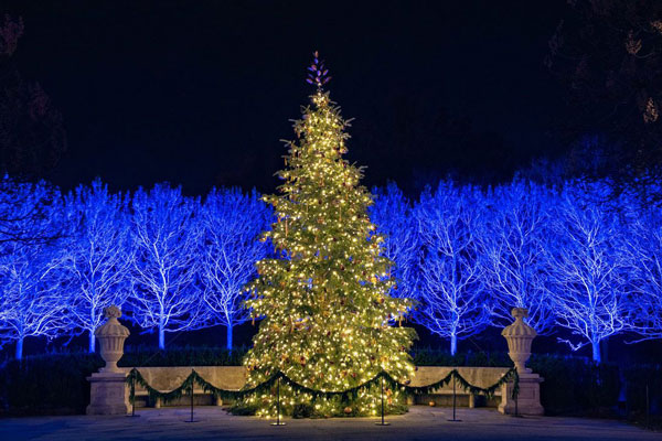 Christmas Tree Longwood Garden