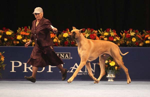 lady walking with great dane dog