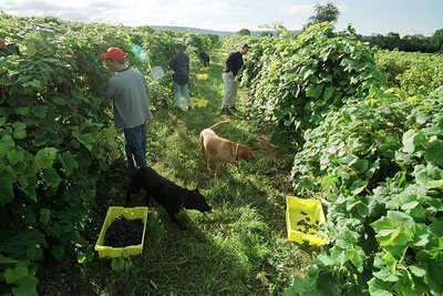 grapes picking