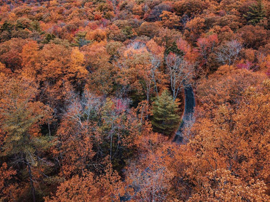 fall foliage birds eye view rothrock state park