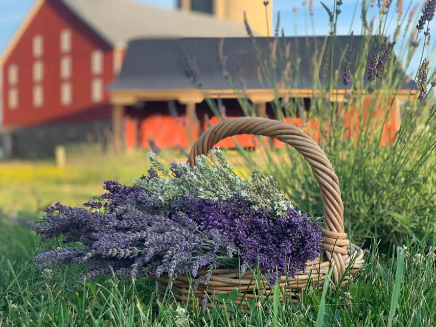 lavendar in basket 