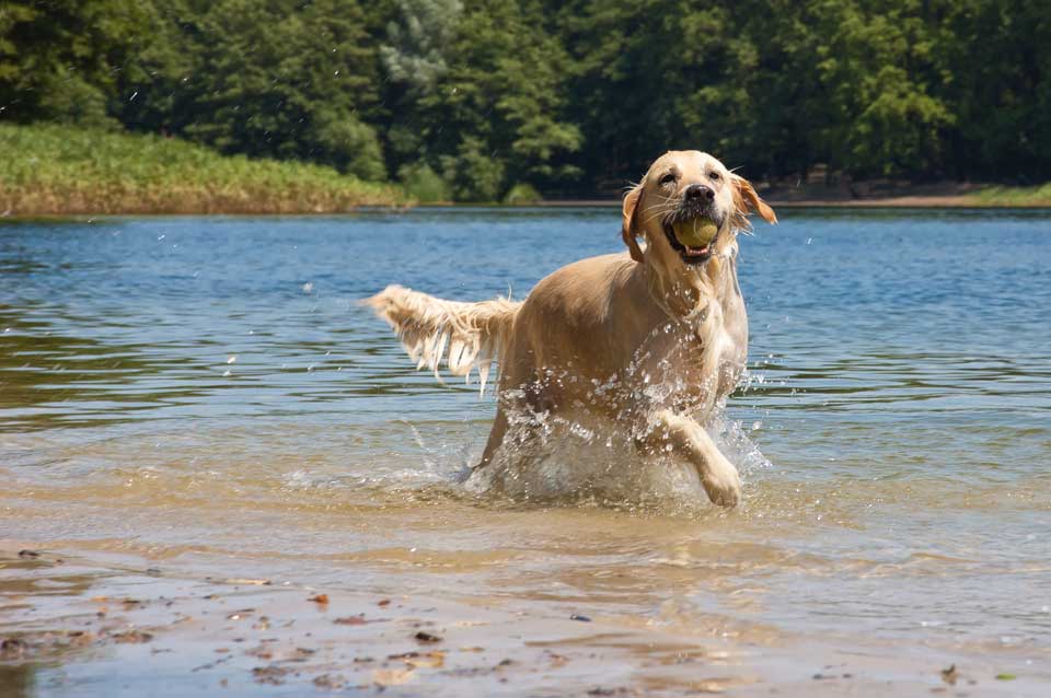 Pet Friendly Lakeside Vacation Destinations In Pennsylvania Visitpa