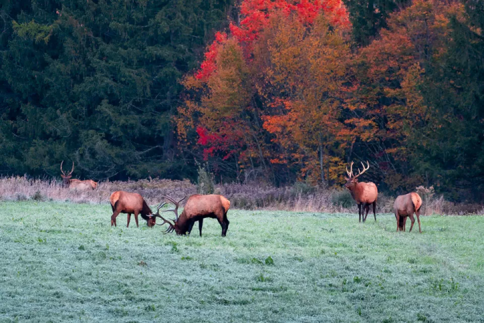 <p> Get ready for an unforgettable wildlife adventure in the Pennsylvania Wilds, where the largest wild elk herd in the Northeast roams free. After a 1900s conservation effort, the herd has grown to over 1,000 elk. Explore Elk Country by visiting the Winslow Hill and Dents Run Viewing Areas or take a scenic 127-mile drive on the Elk Scenic Drive. For a truly unique experience, hop on a wagon ride to see these majestic creatures up close. Don’t forget to stop by Straub Visitor Center & Tap Room. Visi
