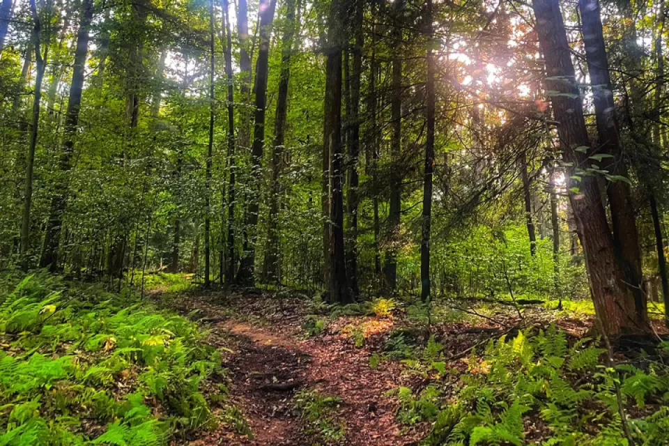 Trails in the woods