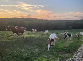 Cows on a rolling field