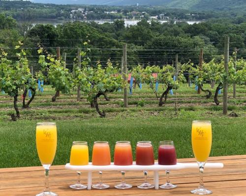 A flight of wines on a table looking out over a vineyard at Hunters Valley Winery