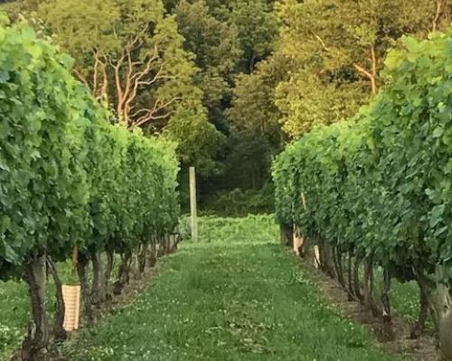 A photo of a vineyard row at Manatawny Creek Winery