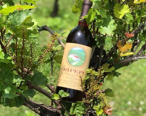 ripepi bottle in vines