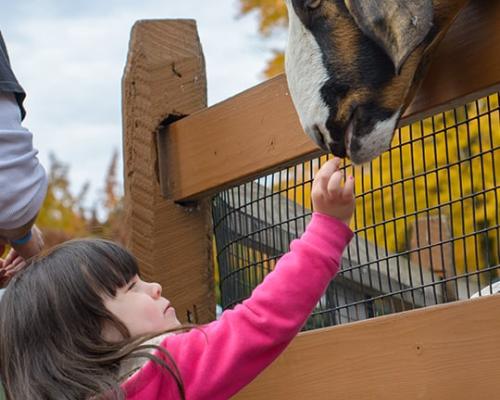visitpa_Lehigh Valley_Lehigh Valley Zoo_goat-min