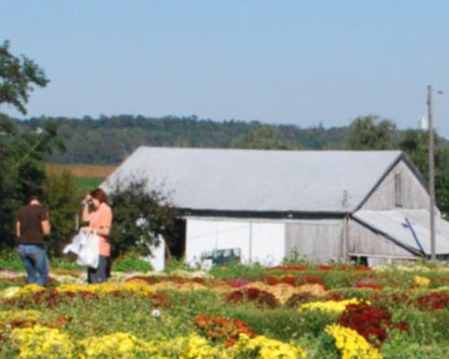 farm field flowers