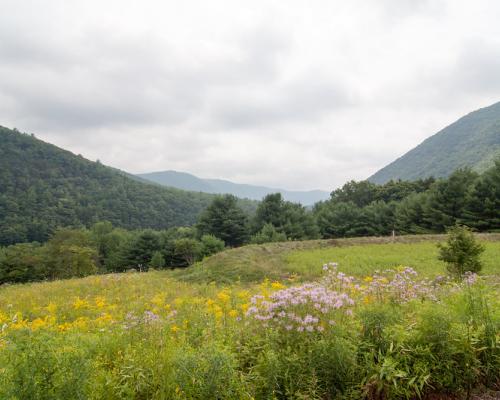 Tiadaghton State Forest 3