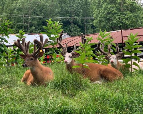 Double Diamond Deer Ranch - deer relaxing