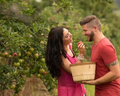 couple picking apples