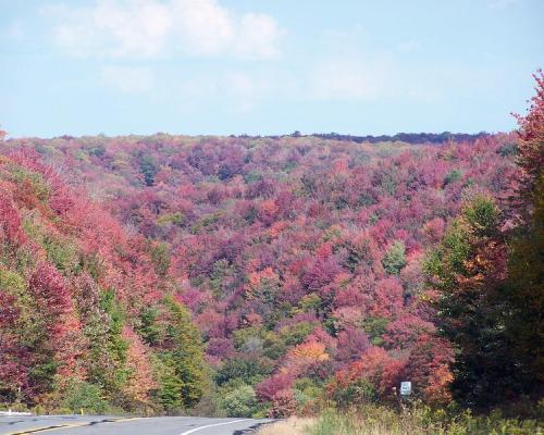 Susquehannock State Forest