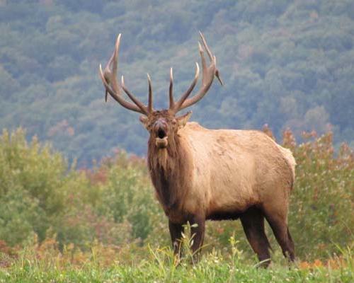 elk mooing