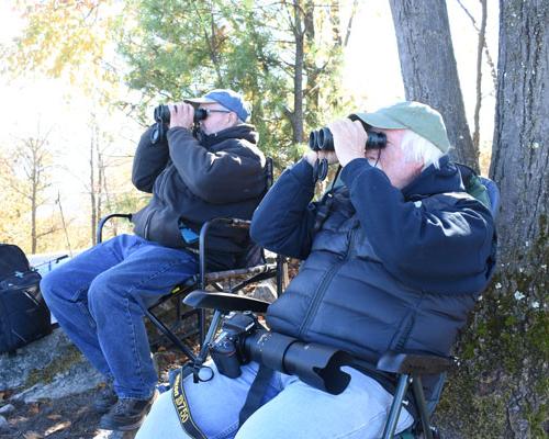 Hawk watching