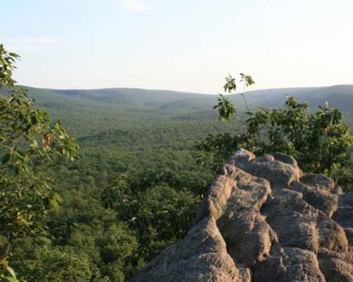 Michaux State Forest