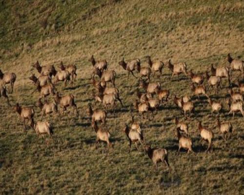 elk gang