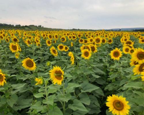 Sunflowers on Farm Field