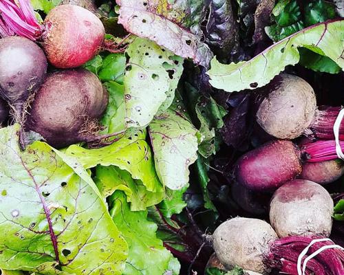 beet roots produce