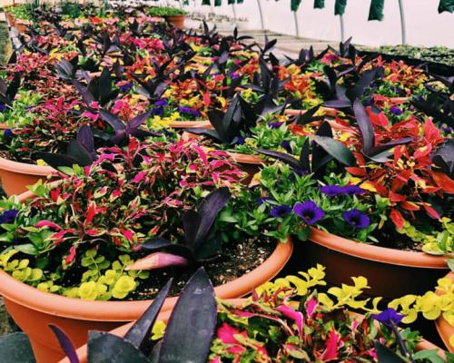 indoor plants inside farm nursery