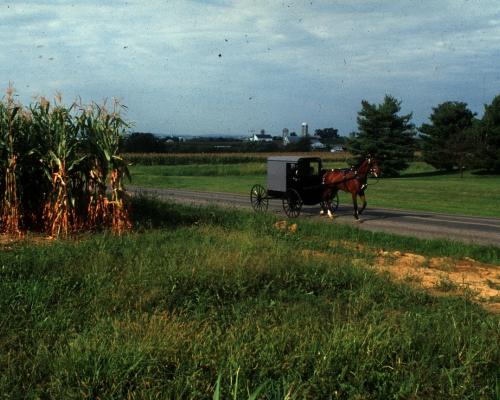 Horse bugg passing by corn fields