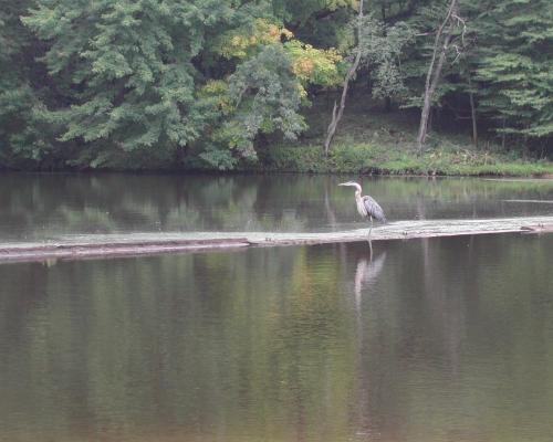 A bird standing on a log in a lake