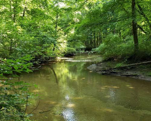 creek in the woods