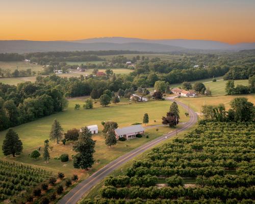 Aerial of vineyard at dawn
