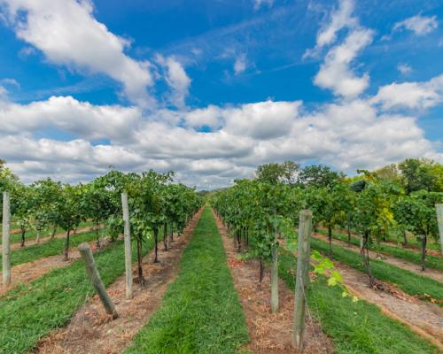 Buckingham Valley Vineyards and Winery