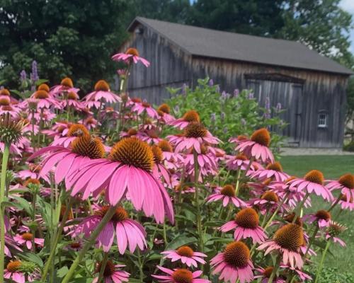 Pink flowers with a wood barn in the background
