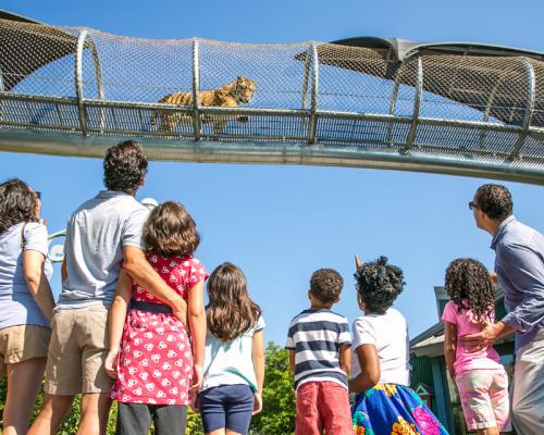 visitors looking at Bengal tiger walking thru cage overhead at Philadelphia Zoo