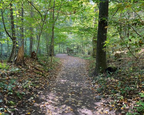Trails at ricketts glen state park 