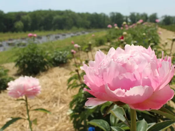 Pick Your Own Peonies