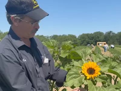 Pick Your Own Sunflowers