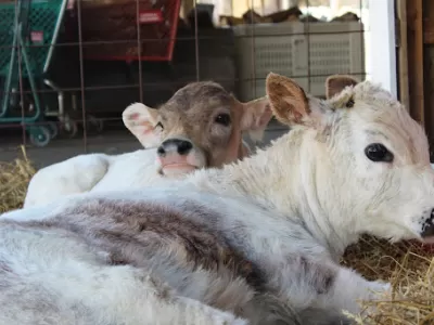 Barnyard Animals at Linvilla Orchards