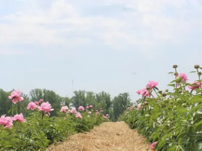 Sunset & Sip at Linvilla Orchards