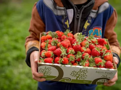 Pick Your Own Strawberries At Linvilla Orchards