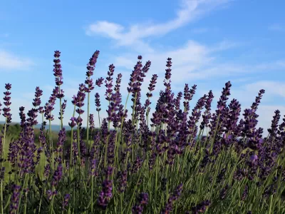 Hope Hill Lavender Farm Annual Lavender Plant Sale